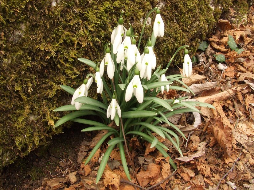 032 Galanthus Nivialis